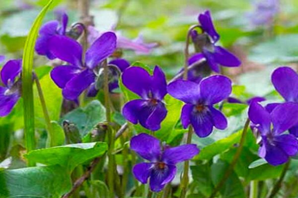 Blue violets