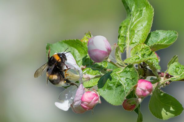 Bumblebee on apple blossom