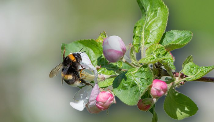 Bumblebee on apple blossom