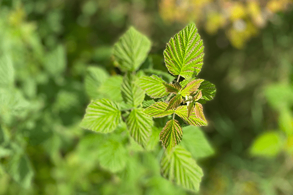 Close up of raspberry leaves