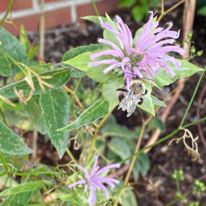 Bee balm with a bee on it