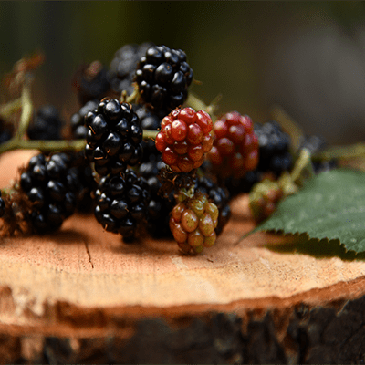 fresh blackberries