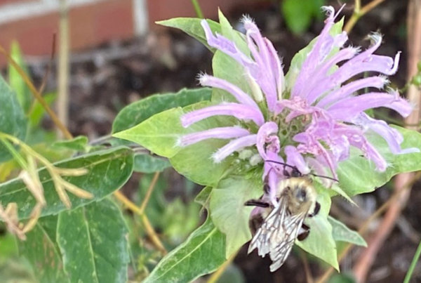 Bee Balm with big bumble bee