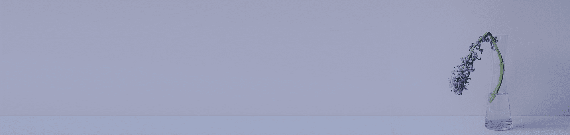 Wilted flower in a vase isolated on purple background