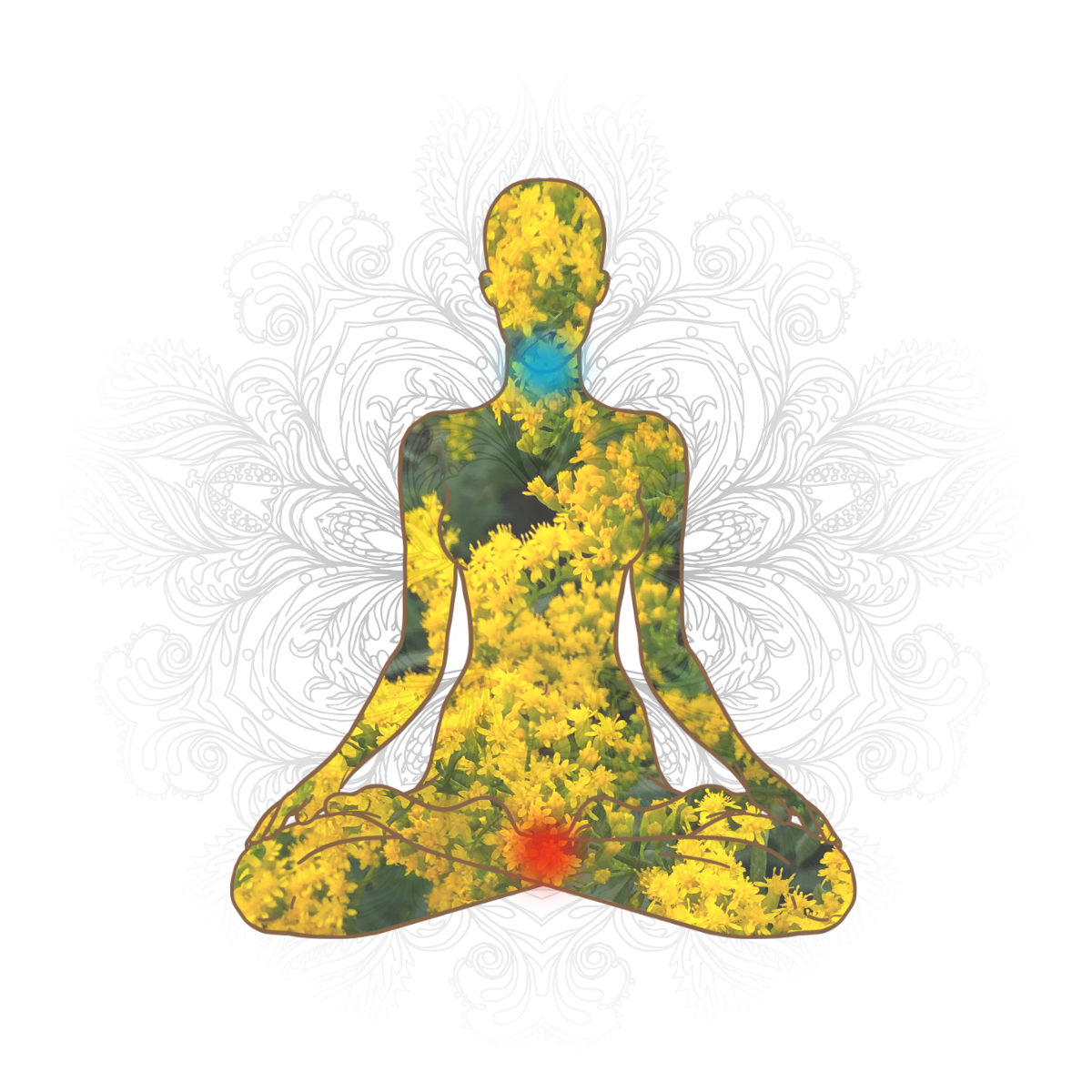 Goldenrod chakras image displaying the first and fifth chakras being activated