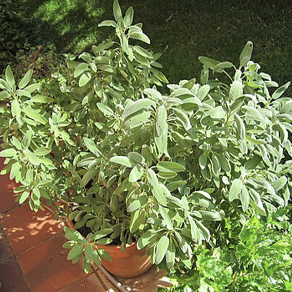 Sage growing in a pot