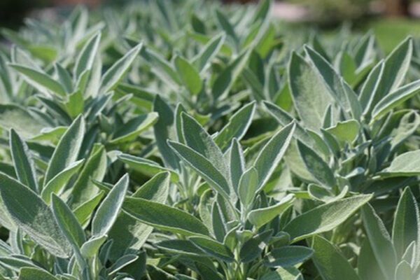 Sage plants