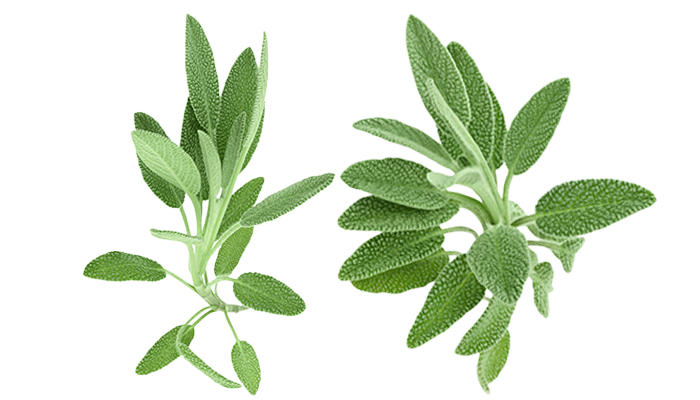 Sage leaves on isolated background