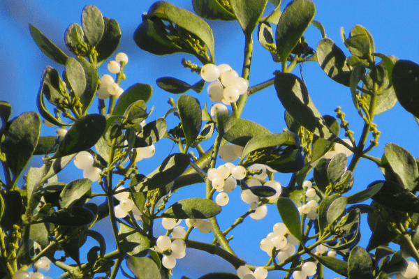 branches of mistletoe against a blue sky