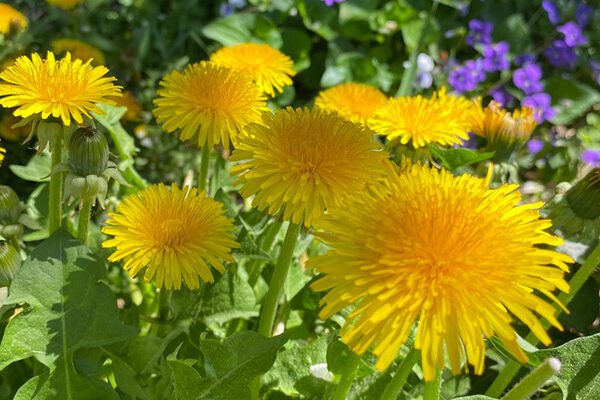 dandelion flowers and greens