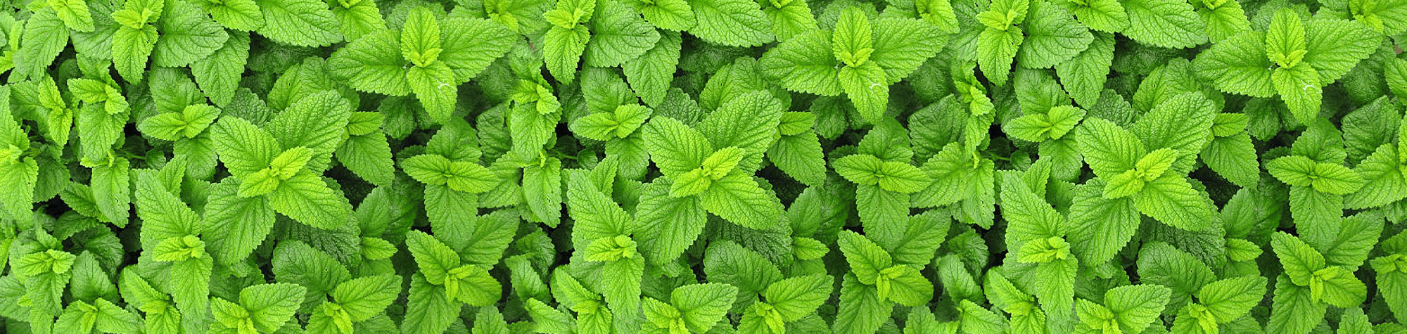 Lemon Balm