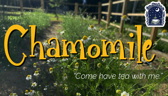 Chamomile