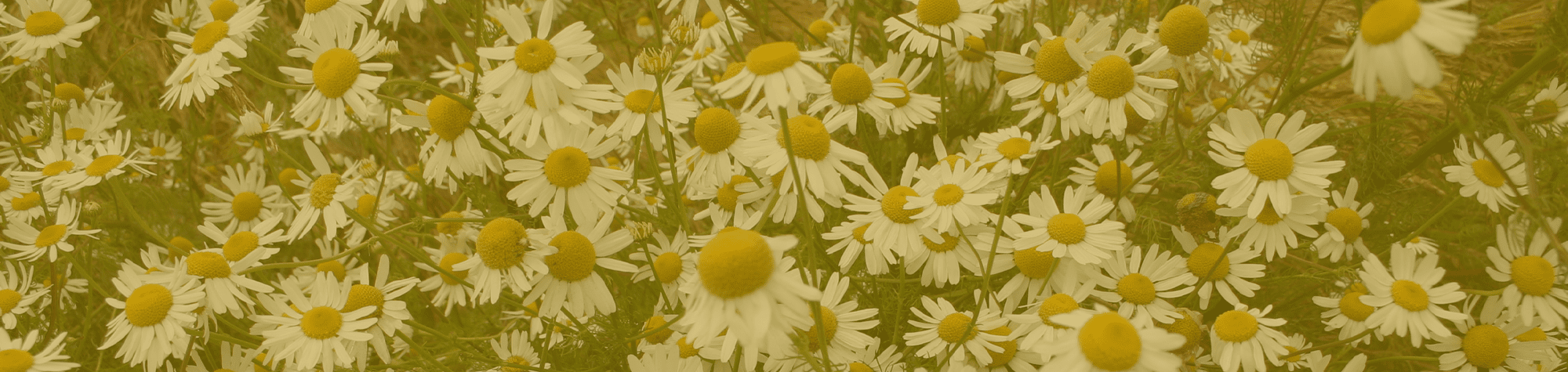 Chamomile