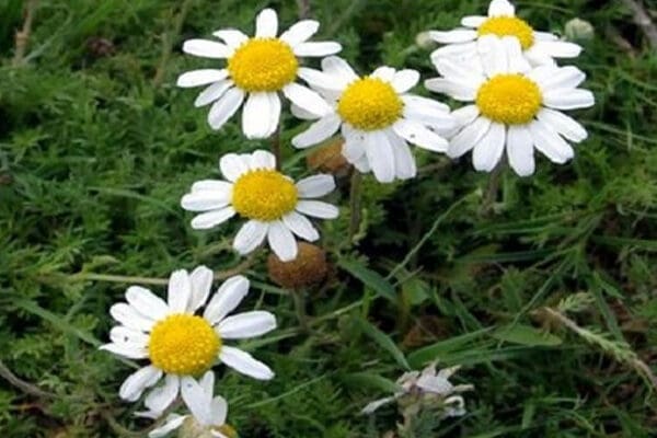 Chamomile
