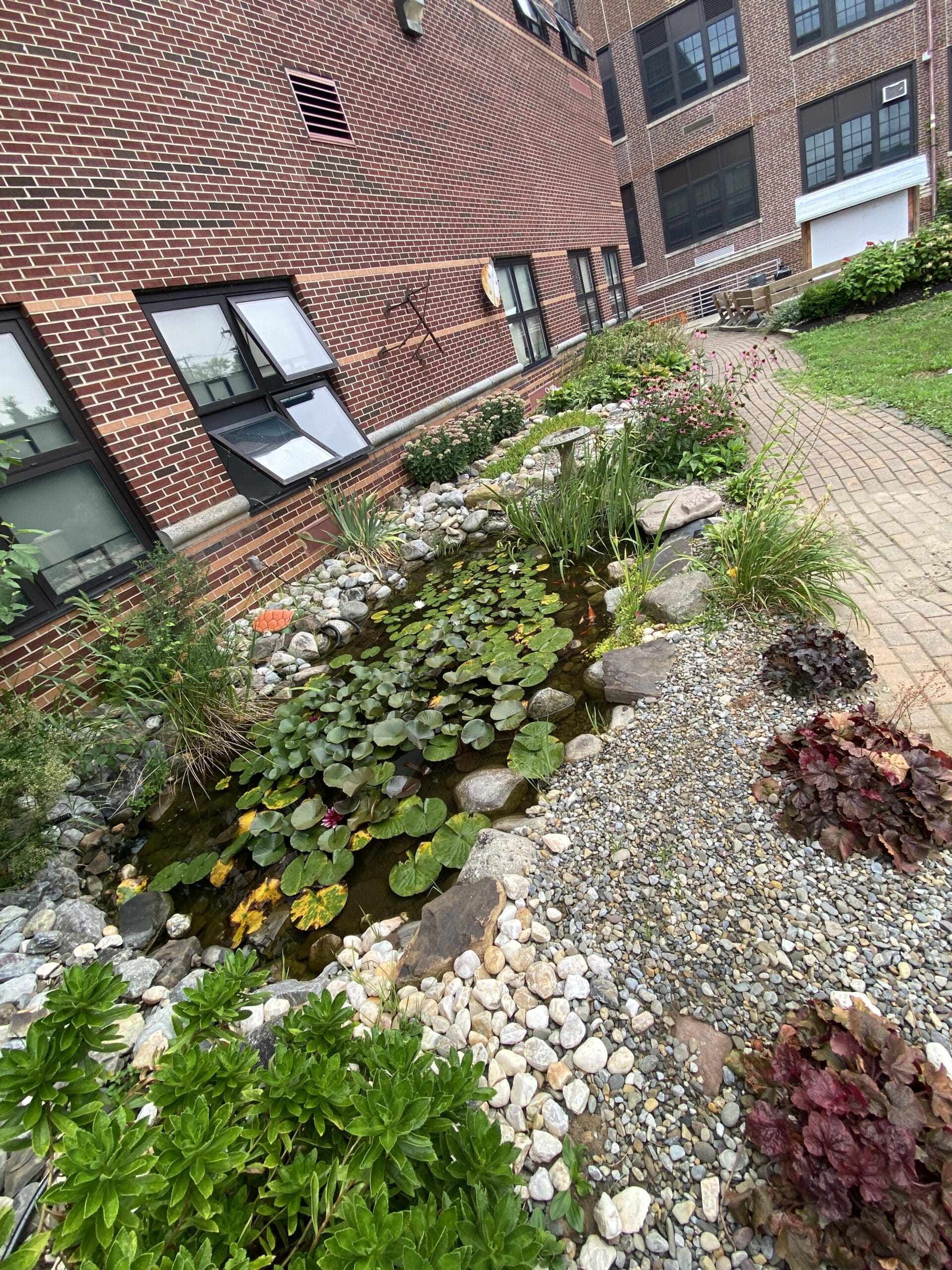 Koi pond at the HWHH school garden club courtyard