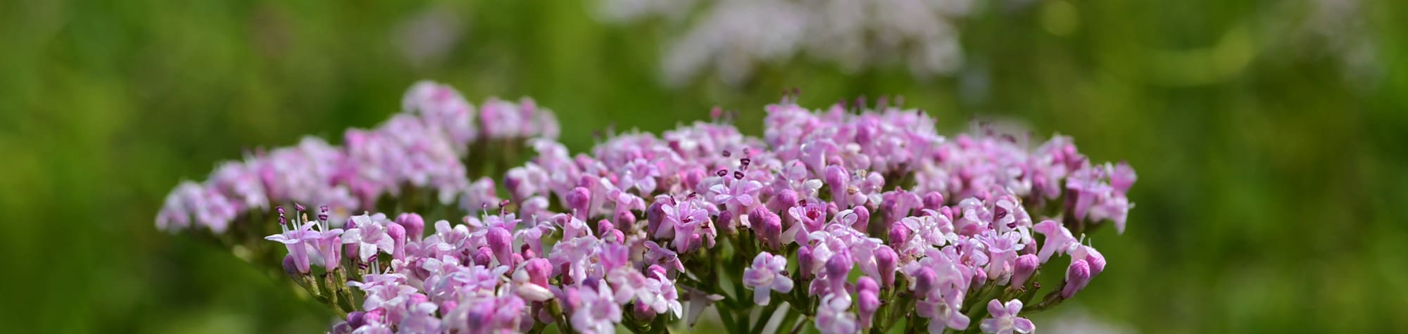 Valerian Tea Tasting