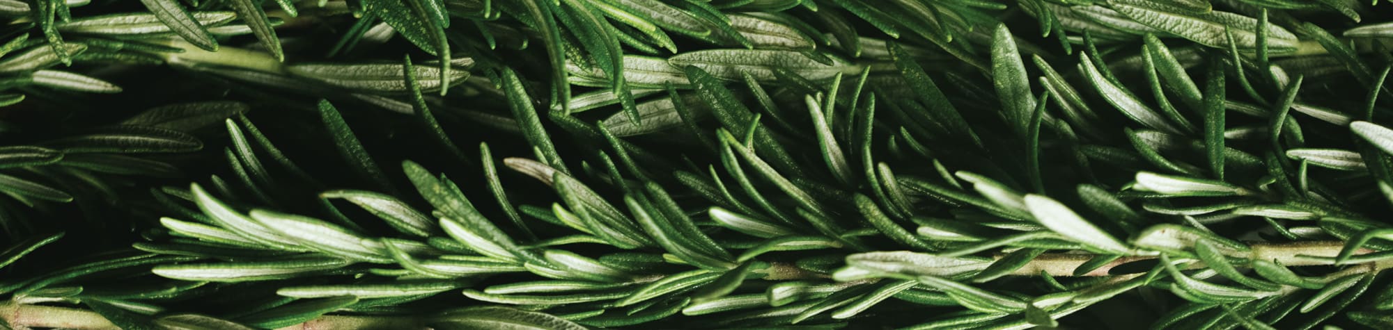 Rosemary