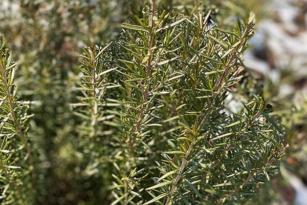 Rosemary plant in winter Glitter Witch Garden