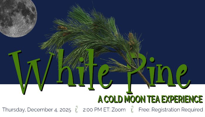 Cold moon white pine tea tasting