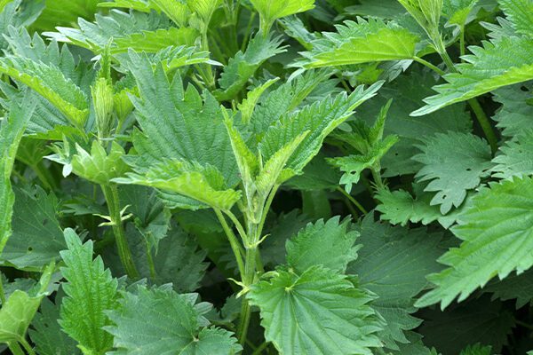 Stinging Nettle