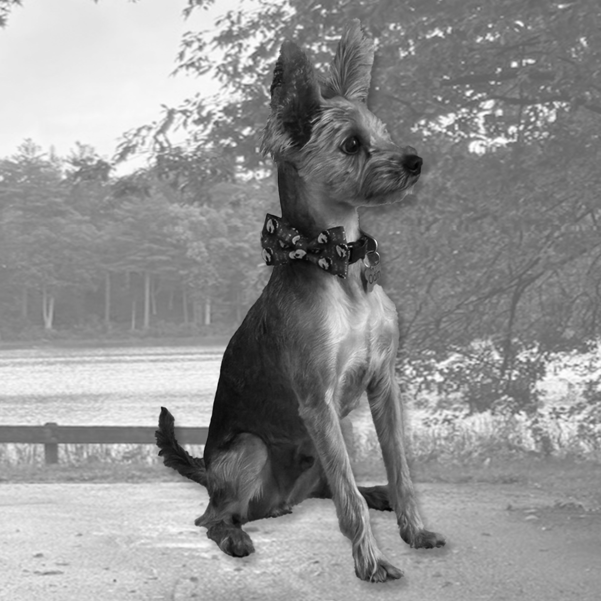 Odin on patrol
